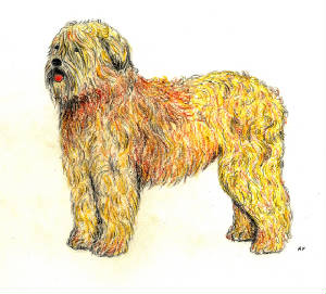 softcoatedwheaten.jpg